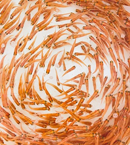 Toledo Goldfish Rosie Red Minnows from Perfect as Feeder Fish for Ponds, Aquariums, or Tanks – Small, 1000 Count post thumbnail image