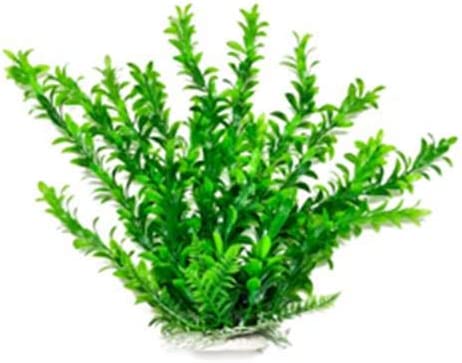 Aquatop Aquatic Supplies 819603014358 Anacharis Like Aquarium Plant, 20″, Green post thumbnail image