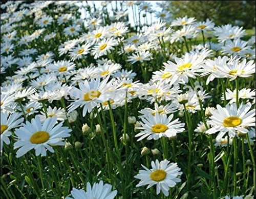 New Home Garden Plant 100 Seeds OX EYE DAISY Marguerite Chrysanthemum Leucanthemum Flower Seeds post thumbnail image