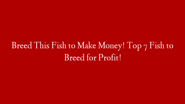 Breed This Fish to Make Money! Top 7 Fish to Breed for Profit!