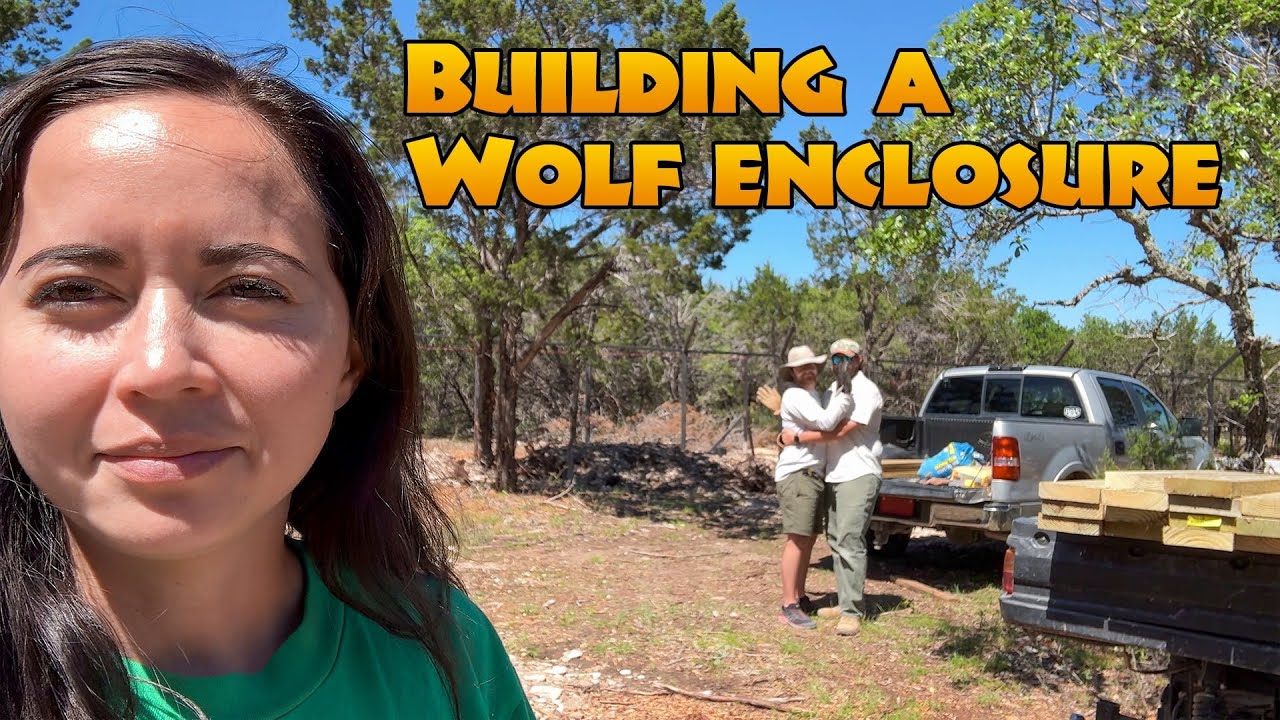 Building A Wolf Enclosure | Part 2 post thumbnail image