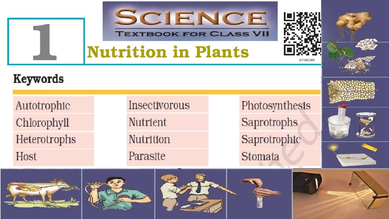 Keywords & Exercises Science Class 7 Chapter-1 (Nutrition in Plants) post thumbnail image