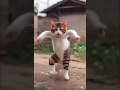 #dance #funnycat #cat #shortsfeed post thumbnail image